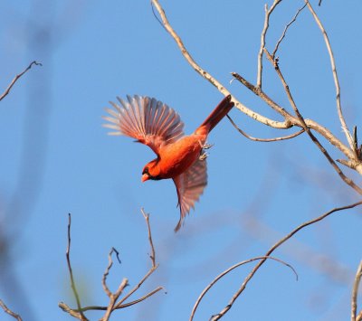 Northern cardinal (Cardinalis cardinalis)