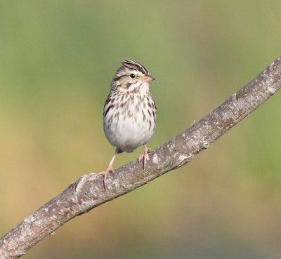 Savannah Sparrow (Passerculus sandwichensis)