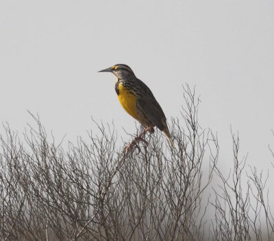 eastern_meadowlark
