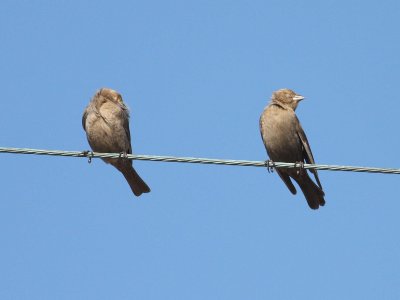 brown-headed_cowbird_and_red_winged_blackbird