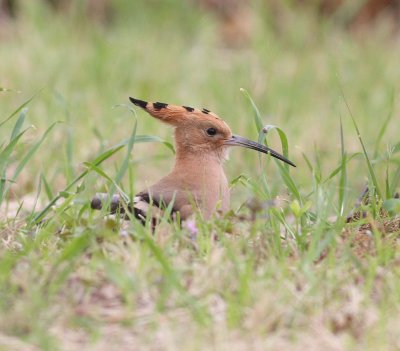 Hoopoe (Upupa epops)