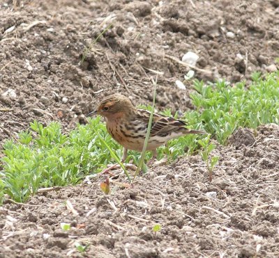 Red-throated Pipit (Anthus cervinus)