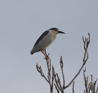 Night Heron (Nycticorax nycticorax))