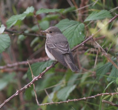 Spotted Flycatcher (Muscicapa striata)