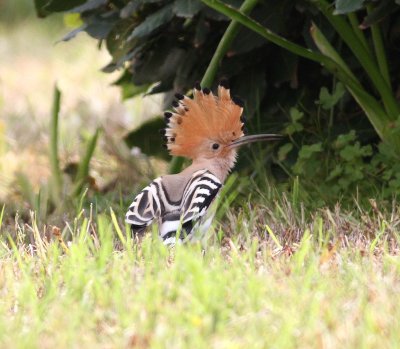 Hoopoe (Upupa epops)