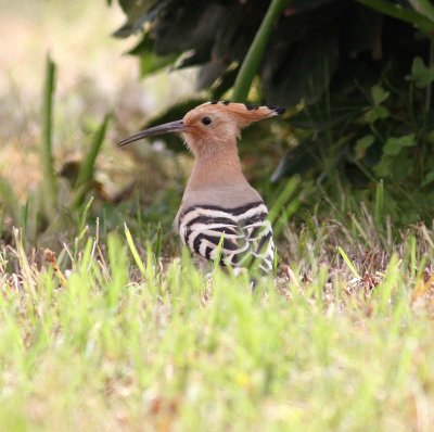 Hoopoe (Upupa epops)