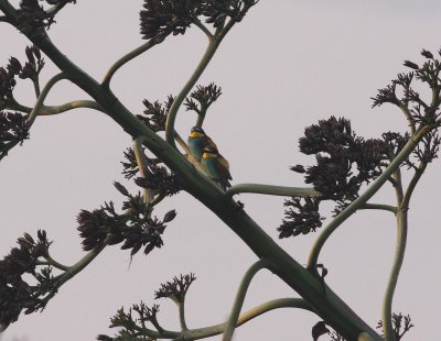 Bee-eater (Merops apiaster)
