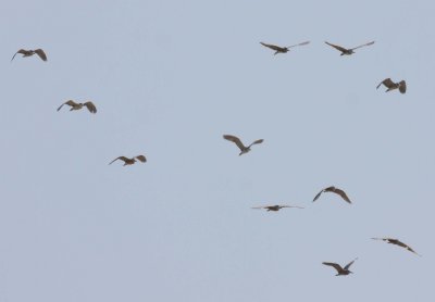 Night Heron (Nycticorax nycticorax)