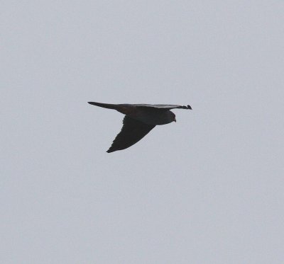 Red-footed Falcon (Falco vespertinus)
