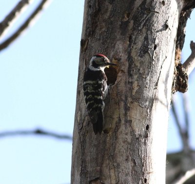 Lesser Spotted Woodpecker (Dendrocopos minor)