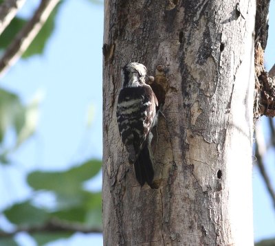 Lesser Spotted Woodpecker (Dendrocopos minor)