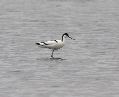 Avocet (Recurvirostra avosetta)