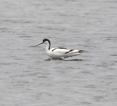 Avocet (Recurvirostra avosetta)