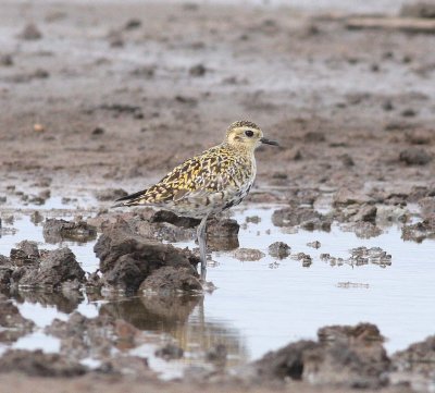 Golden Plover (Pluvialis apricaria)