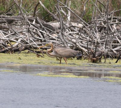 Purple Heron (Ardea purpurea)