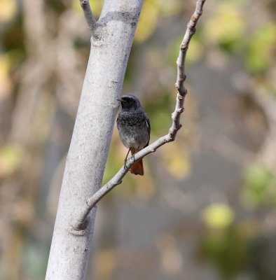 Black Redstart (Phoenicurus ochruros)
