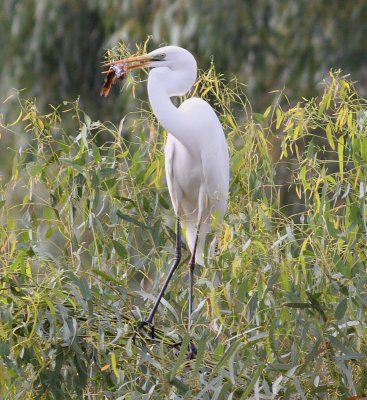 Great White Egret (Egretta Alba)