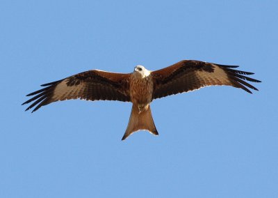 Red Kite (Milvus milvus)
