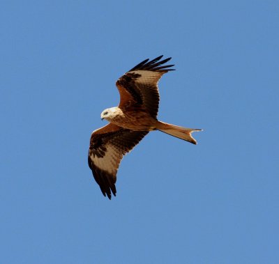 Red Kite (Milvus milvus)