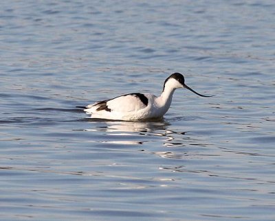 Avocet (Recurvirostra avosetta)