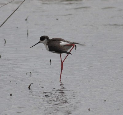 Black-winged Stilt (Himantopus himantopus)