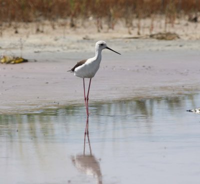 Black-winged Stilt (Himantopus himantopus)