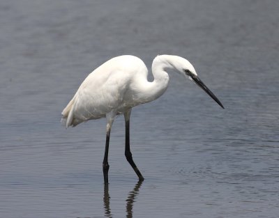Little Egret (Egretta garzetta) 5.jpg