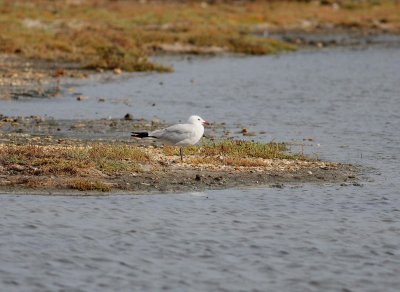 Audouins Gull (Larus audounii)