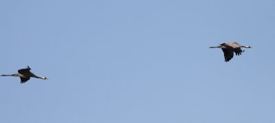 Crane  (Grus grus)