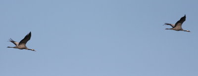 Crane (Grus grus)