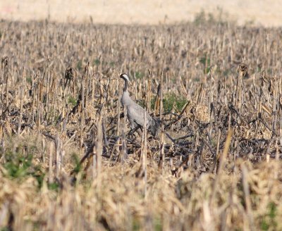 Crane (Grus grus)