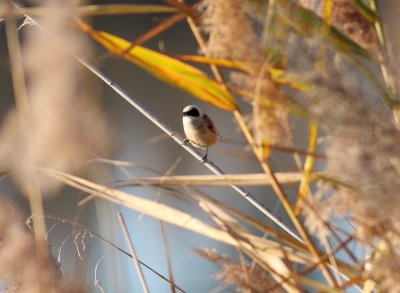 Penduline Tit (Remiz pendulinus)