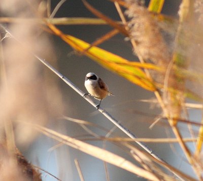 Penduline Tit (Remiz pendulinus)