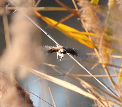 Penduline Tit (Remiz pendulinus)