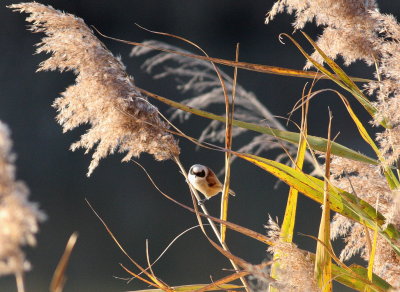 Penduline Tit  (Remiz pendulinus)
