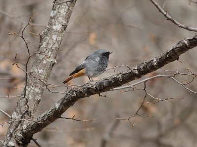 Black redstart (Phoenicurus ochruros)
