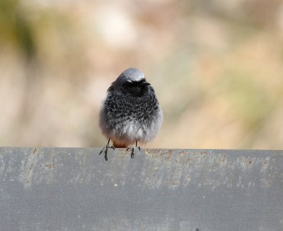 Black redstart (Phoenicurus ochruros)