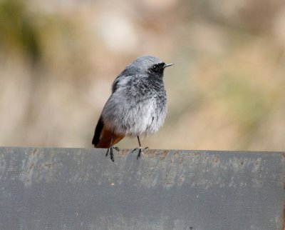 Black redstart (Phoenicurus ochruros)