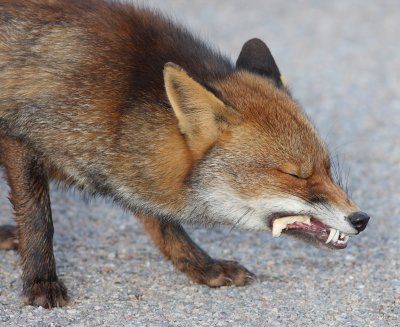 Fox  maremma