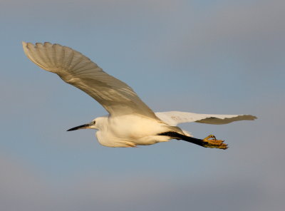 Little Egret (Egretta garzetta)