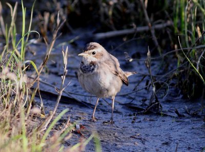 bluethroat