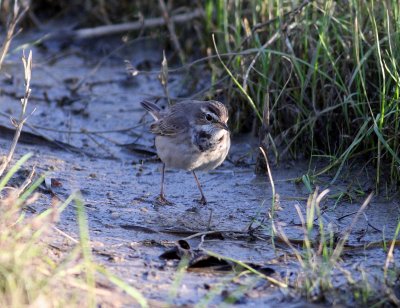 Bluethroat (Luscina svecica)