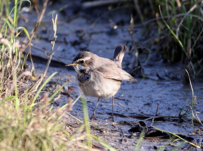 Bluethroat (Luscina svecica)