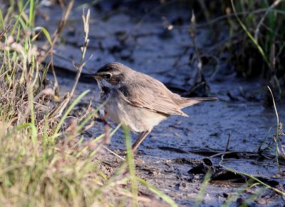 Bluethroat (Luscina svecica)