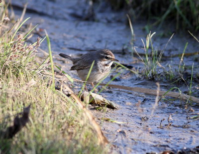 Bluethroat (Luscina svecica)