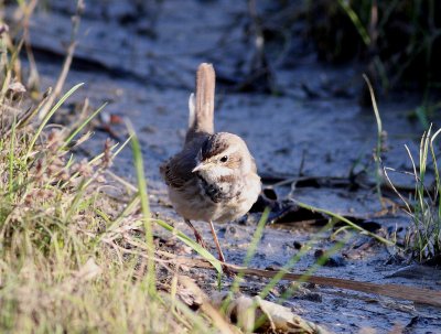 Bluethroat (Luscina svecica)