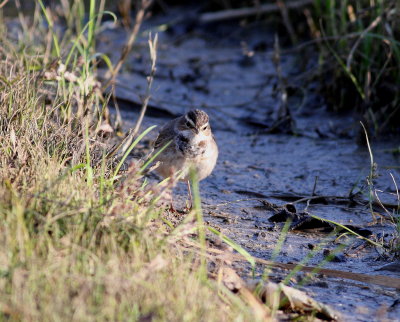 Bluethroat (Luscina svecica)