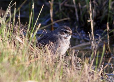 Bluethroat (Luscina svecica)