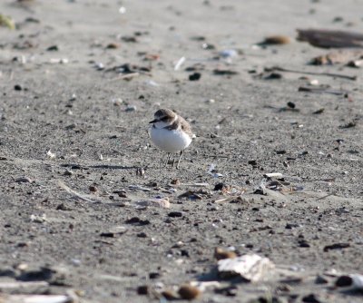 Kentish plover (Charadrius alexandrinus)