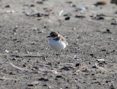 Kentish plover (Charadrius alexandrinus)
